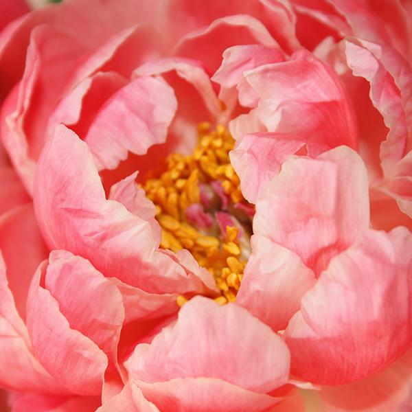 Damask rose, the secret of perfect skin